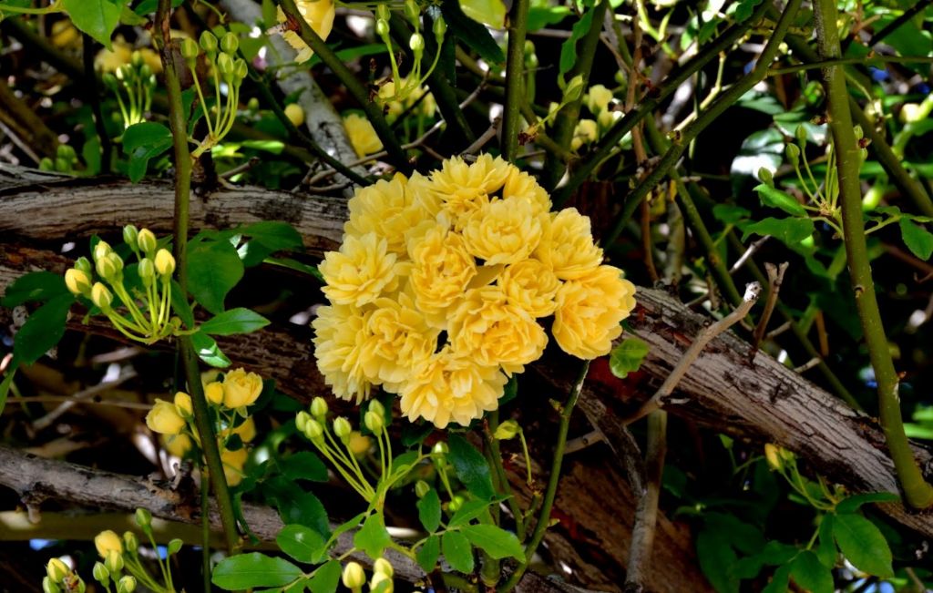 Verbenaceae? Rosa banksiae  var. banksiae (Rosaceae)